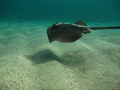   Sting Ray Goldons Bay its wing appear mimic undulations sandy floor  